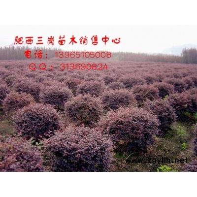 紅葉李、桂花、國槐