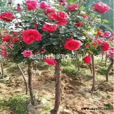 樹樁高桿月季
