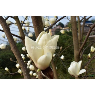 桃花供應(yīng)