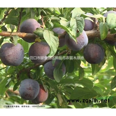 遼寧大榛子苗 大果榛子苗基地價格