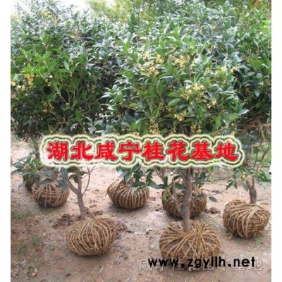 桂花苗