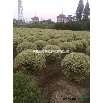供應:茶梅大杯 產地:浙江