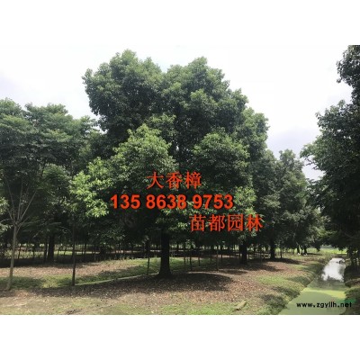 紫薇(百日紅)