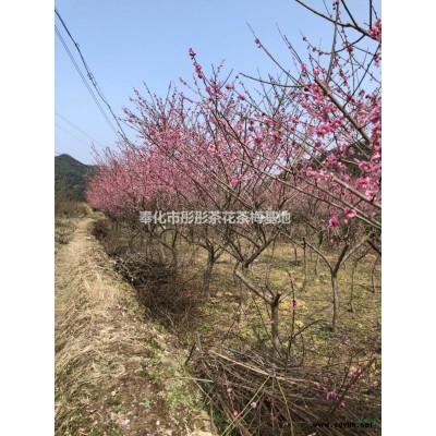 龜甲冬青球