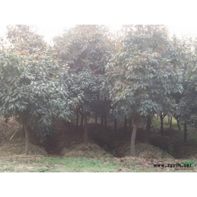 安徽肥西縣紅旗苗圃供黃連木