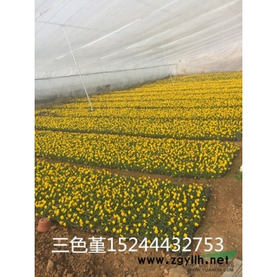 山東側柏批發