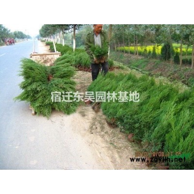江蘇30-35-40-45-50公分高金葉女貞苗價(jià)格報(bào)價(jià)