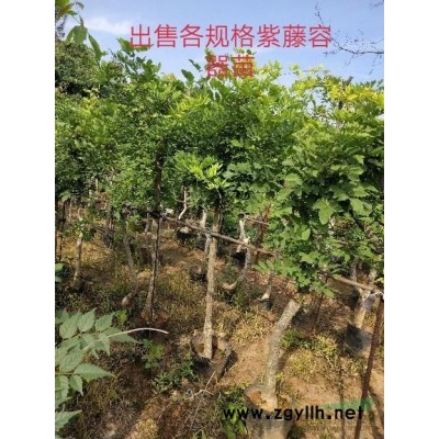 低價供應黃金枸骨色塊容器苗