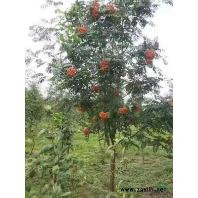 遼寧苗圃直銷蒙古櫟 叢生蒙古櫟 樹形優(yōu)美 常年批發(fā)