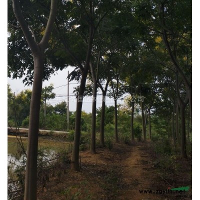 木荷行情報價/木荷圖片展示