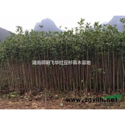 湖南供應1.2米以上高度紅豆杉裸根苗