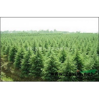 紅楓基地主打嫁接紅楓，青楓，三角楓