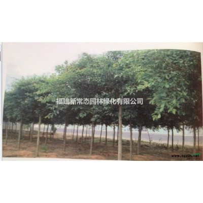鄂西紅豆   紅豆樹    何氏紅豆3-8公分 小苗