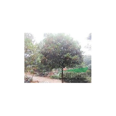 大量供應重生花石榴、獨桿花石榴