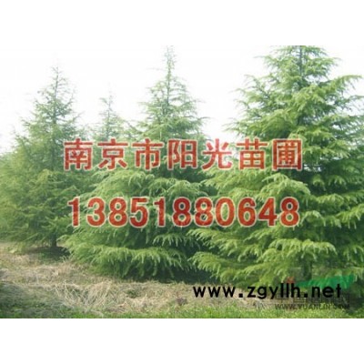 江蘇蜀檜*新價格，江蘇蜀檜圖片