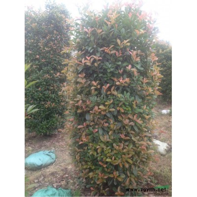 紅葉石楠小苗供應(yīng)/紅葉石楠小苗圖片