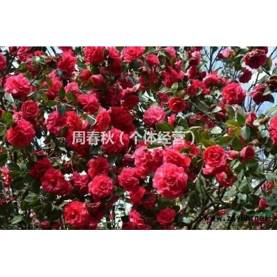 紅葉石楠
