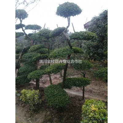 河南繡線菊,潢川繡線菊,鄢陵繡線菊