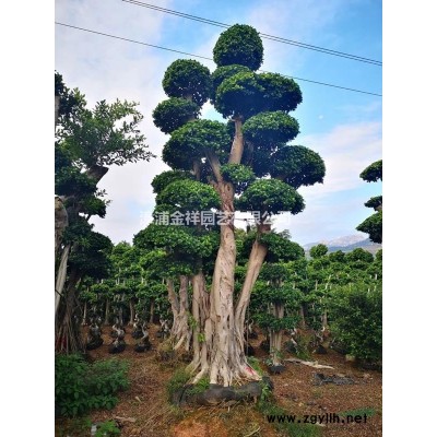 漳州造型小葉榕供應