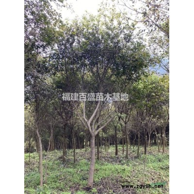 天竺桂哪里有、天竺桂怎樣種植