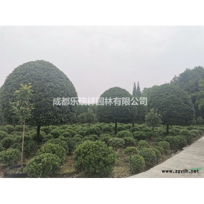 叢生桂花 低分枝桂花 桂花籠子 地籠桂 基地直銷