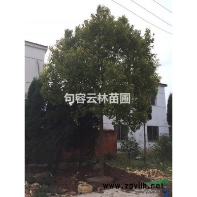 江蘇地區(qū)供應各規(guī)格法青