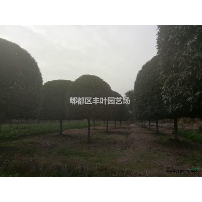 紅葉石楠