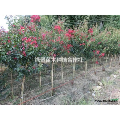 4-5公分紅火箭紫薇