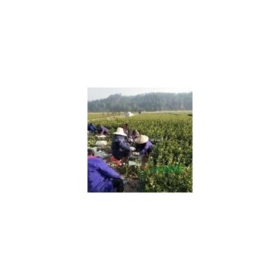 6年以上竹柏大苗，可供應(yīng)4萬株