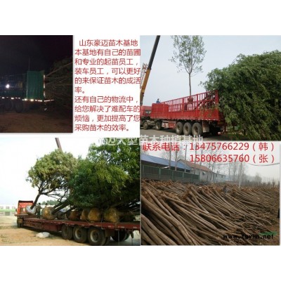 現在15公分鹽柳價格一覽表