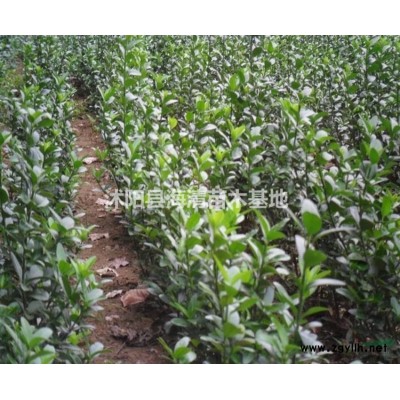 叢生紫荊*新報價冠幅30公分叢生紫荊多少錢