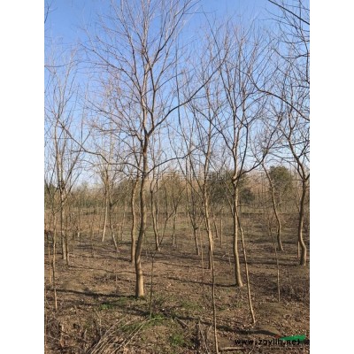 江蘇[產品]/江蘇中國紅櫻花價格/報價
