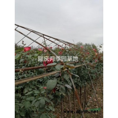 自家基地種植樹狀月季供應(yīng)中