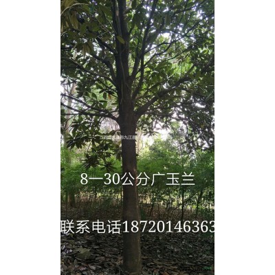 深山含笑行情報價/深山含笑圖片展示