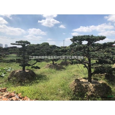 江蘇常州供應紅花繼木樁