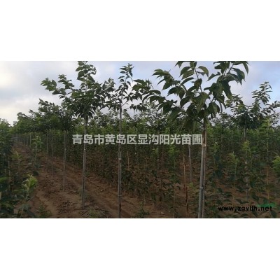 青島地區(qū)供應(yīng)紅葉石楠