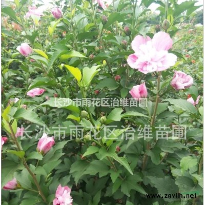 紅花繼木小毛球冠幅30/40cm