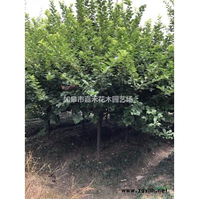 黃金槐d5-15cm批量供應(yīng)，苗圃直銷