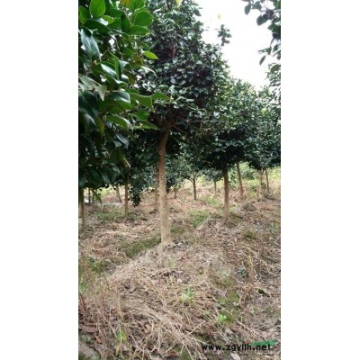 浙江單桿茶花 單桿茶花報價 單桿茶花市場需求量