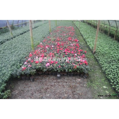 成都叢生芙蓉花價格  木芙蓉綠化價值   木芙蓉批發商