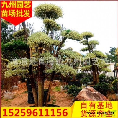 福建羅漢松球價格便宜 漳州羅漢松球精品羅漢松球價格怎么樣