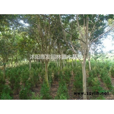 江蘇[產品]江蘇繡線菊行情報價-圖片展示-產地直銷-規格*