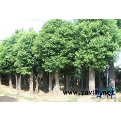 香樟價(jià)格鹽城弘森大量供應(yīng)12-22公分的香樟