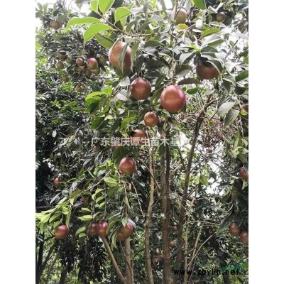 大果紅花油茶樹(shù)苗