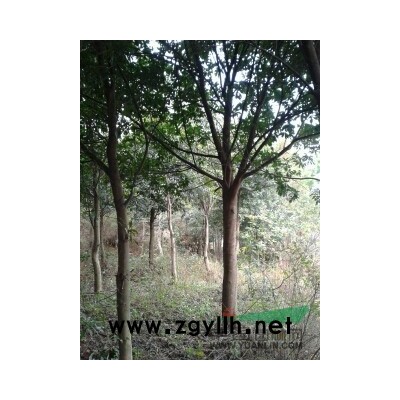 江西九江紅豆杉小苗品質(zhì)好，值得信賴
