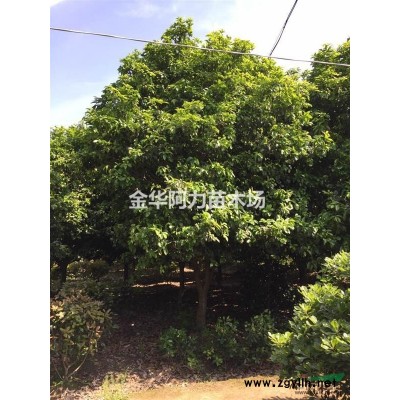 大量供應(yīng)紅葉石楠、金森女貞、紅花繼木杯苗