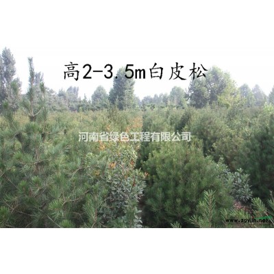 精品楸樹米徑4-6公分大量出售