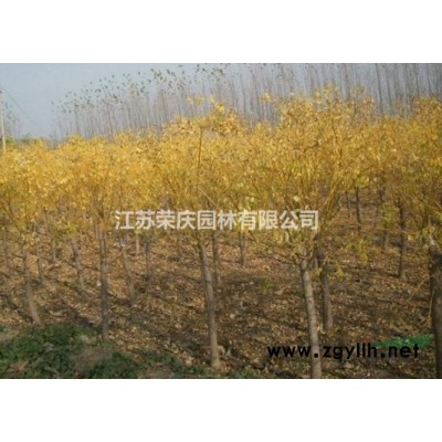 江蘇常年供應豐花月季 豐花月季價格
