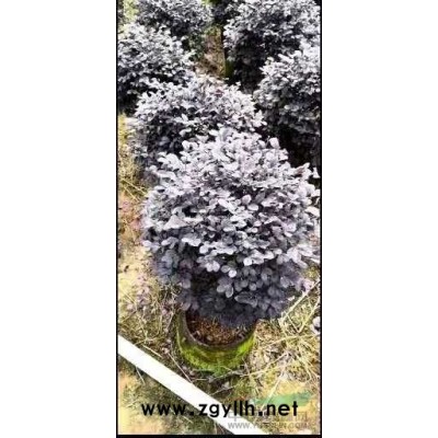 廣西[產品]/廣西冠40-100公分紅花繼木球7價格/報價