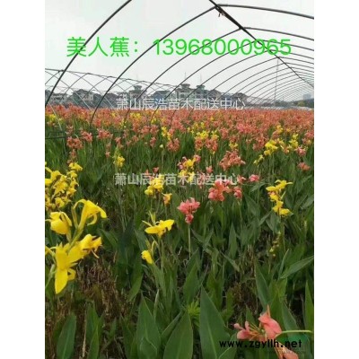 繡線菊/浙江繡線菊價格/黃金菊/黃金菊杯苗/黃金菊小苗供應